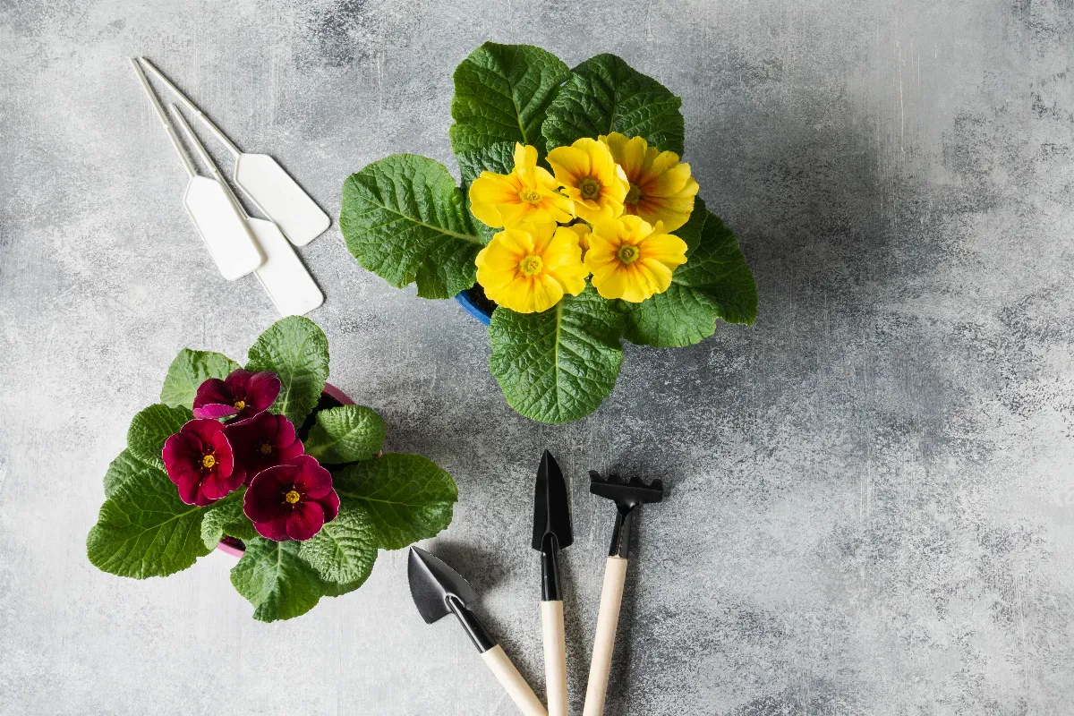 en-fevrier-donnez-vie-a-votre-balcon-avec-ces-3-plantes-incontournables-pour-vos-jardinieres