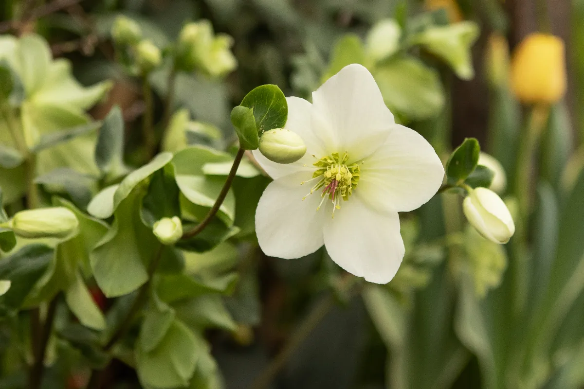 entretien-de-vos-hellebores-en-fevrier-quels-sont-les-gestes-pour-garantir-leur-floraison-au-printemps