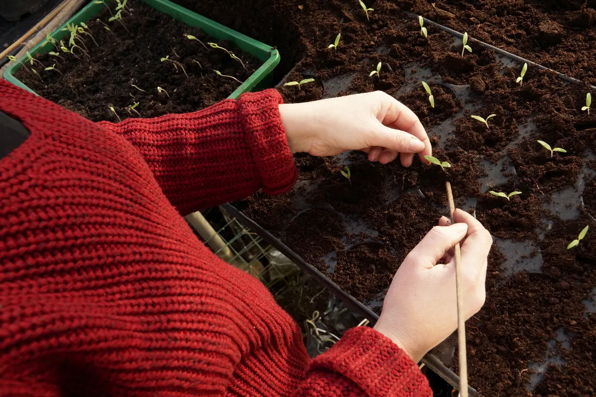 faire-ses-semis-de-tomates-en-fevrier-voici-les-etapes-a-suivre-pour-les-reussir