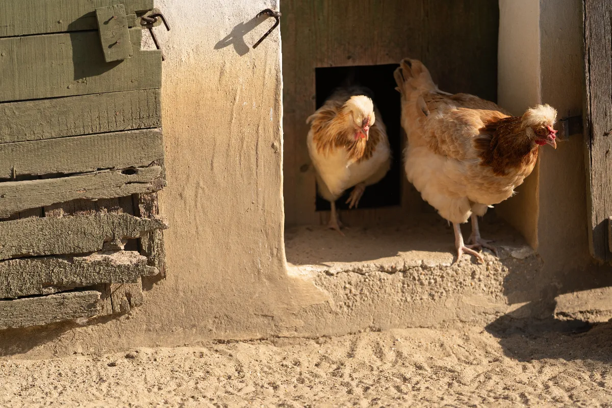 faut-il-mettre-du-sable-dans-un-poulailler