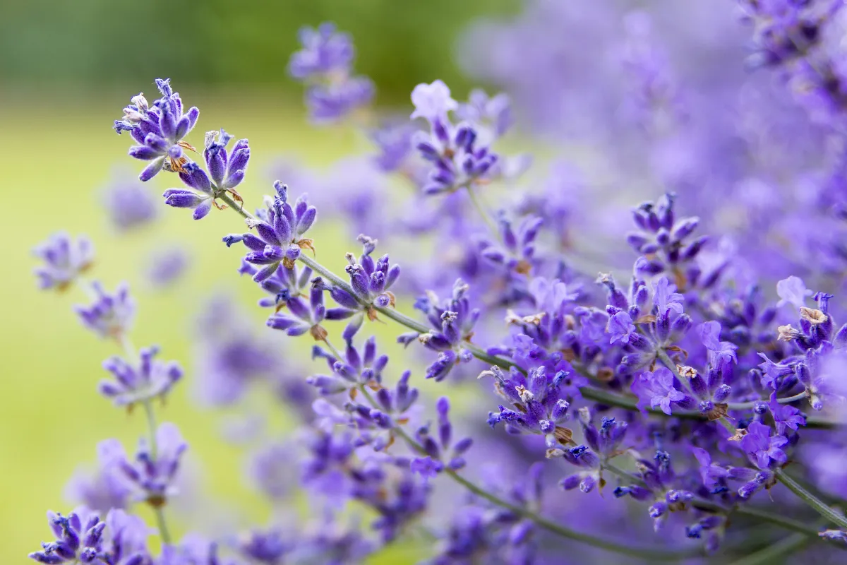 faut-il-tailler-la-lavande-a-la-fin-de-lhiver-voici-la-reponse-et-les-bons-gestes-a-adopter