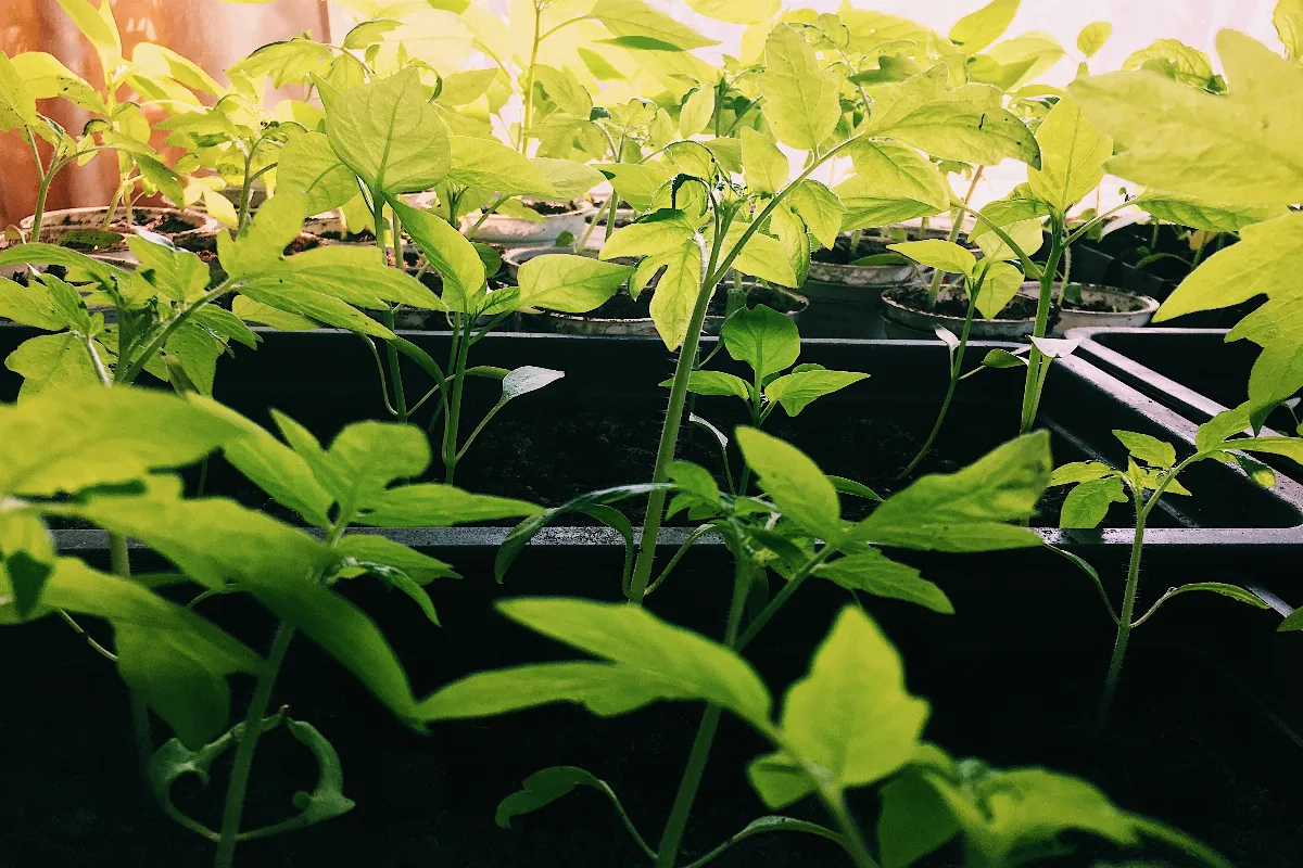 jaunissement-des-feuilles-de-vos-semis-de-tomates-est-ce-grave-voici-comment-y-remedier