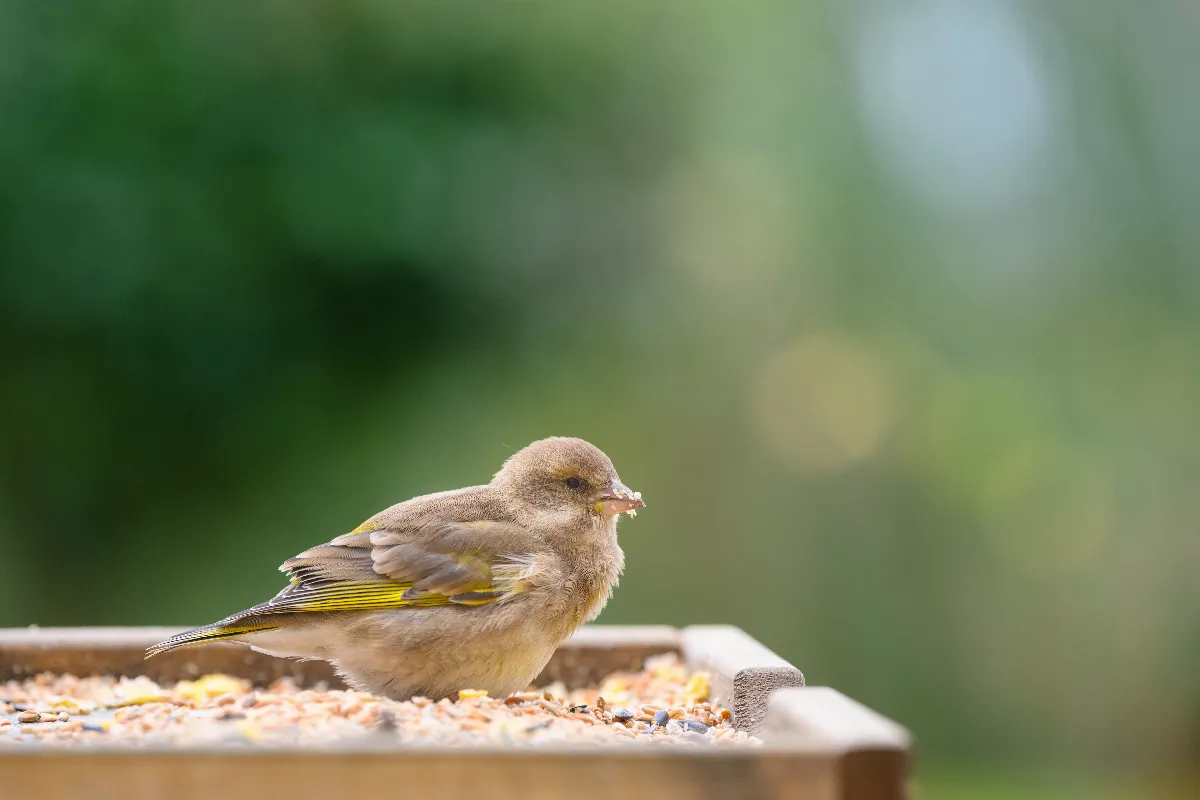 les-12-choses-que-les-oiseaux-detestent-le-plus-et-quil-faut-absolument-eviter