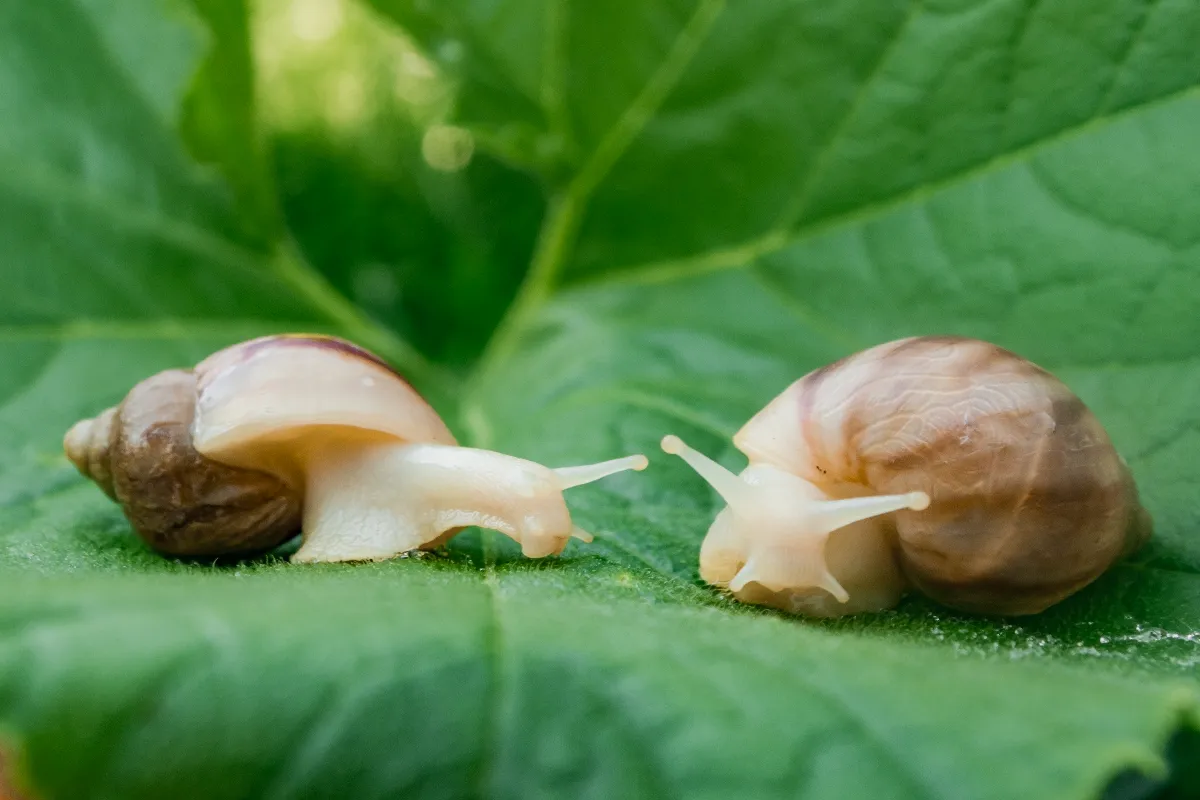les-limaces-menacent-vos-semis-voici-3-solutions-simples-pour-les-combattre-efficacement