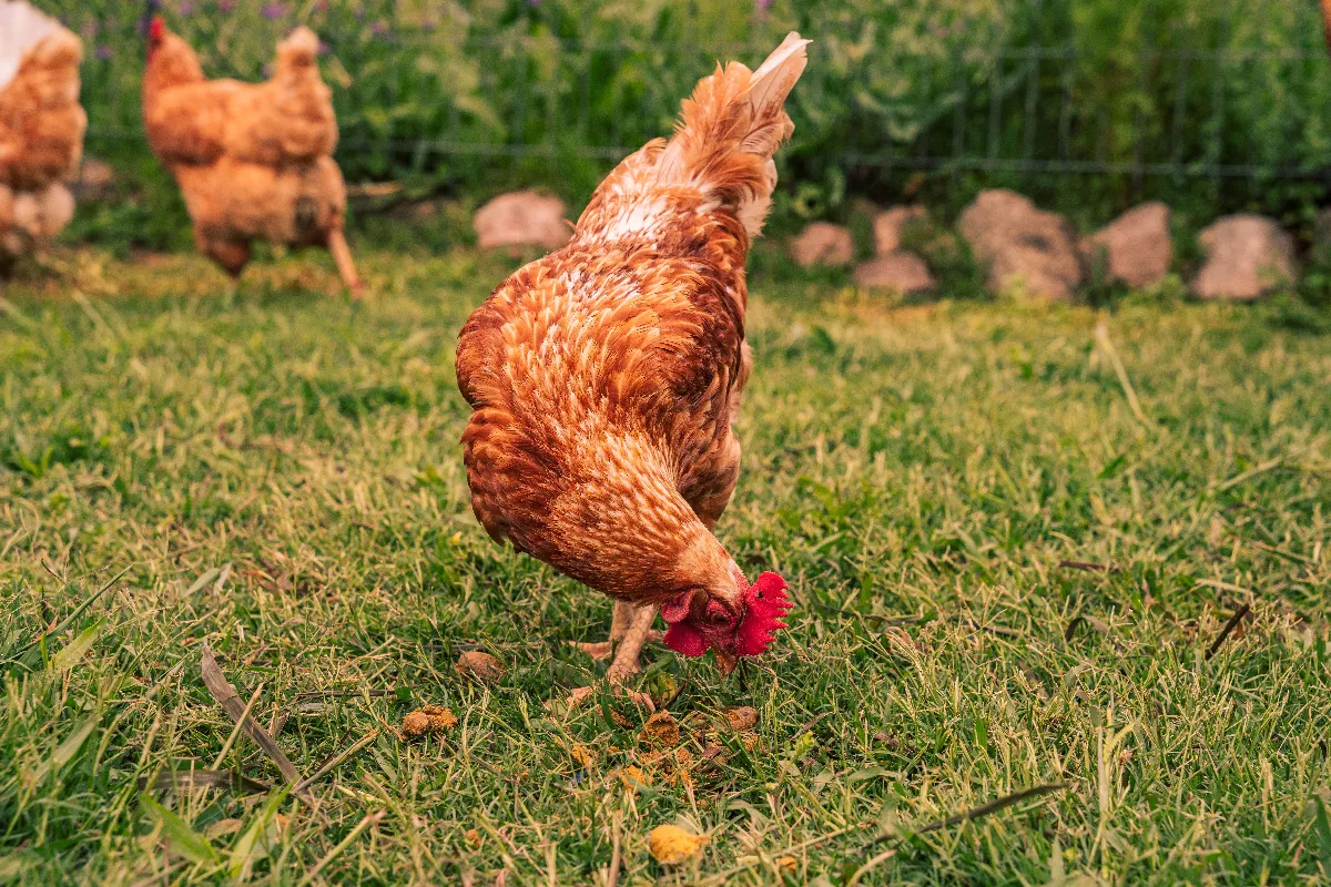 les-meilleures-astuces-pour-se-debarrasser-definitivement-des-poux-de-poules