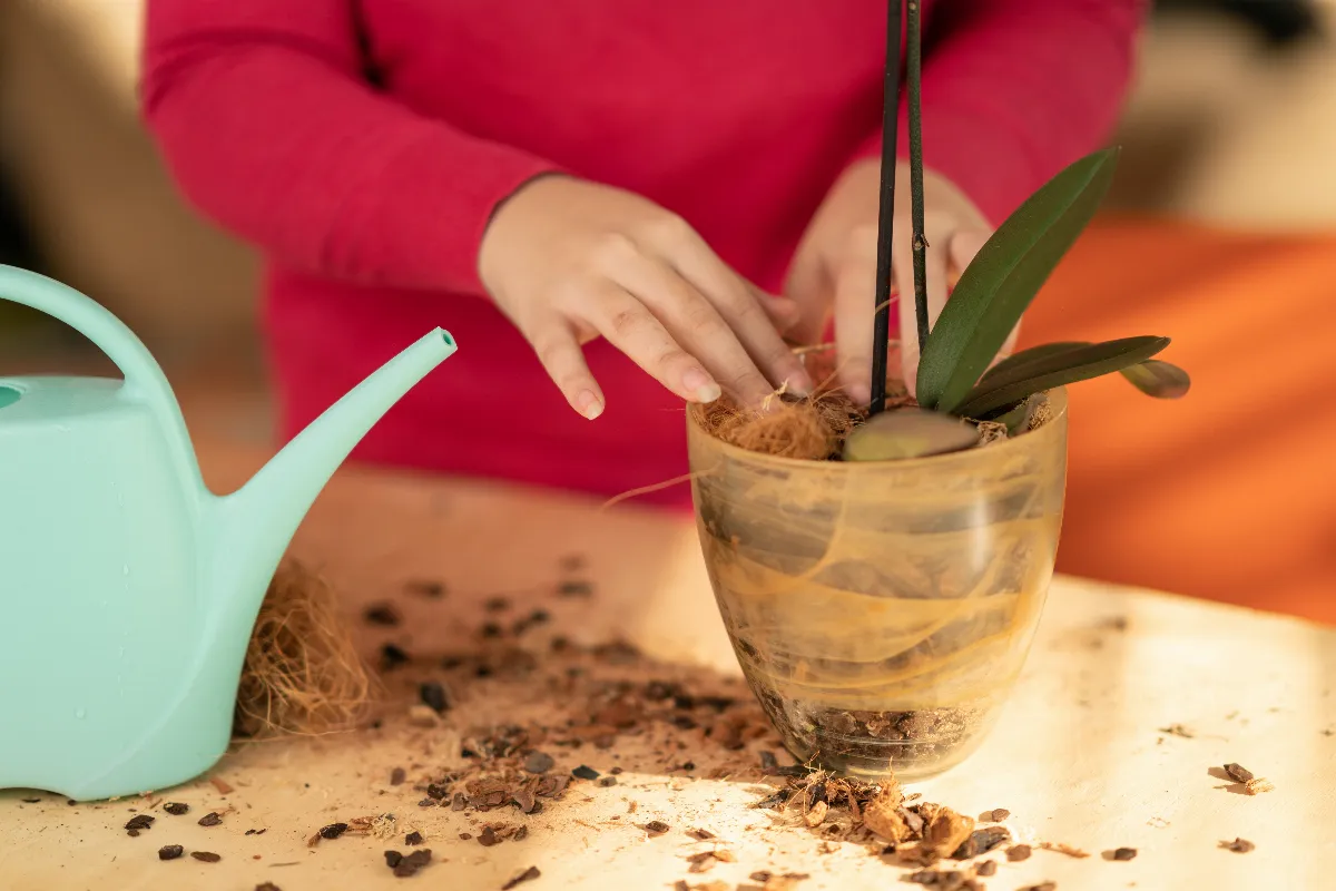 mettre-du-lait-dans-les-orchidees-decouvrez-cette-astuce-incroyable-pour-les-entretenir-facilement