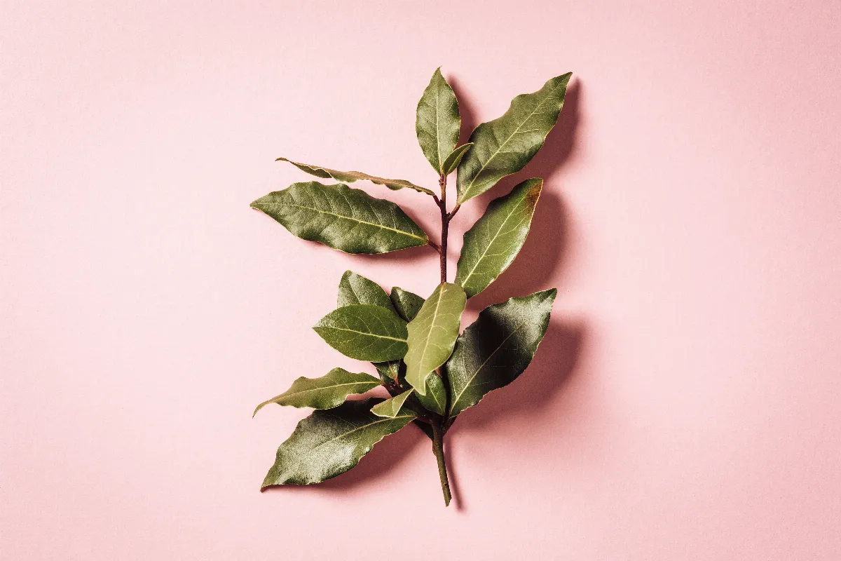 mettre-une-feuille-de-laurier-sur-votre-radiateur-decouvrez-les-avantages-de-cette-astuce-incroyable