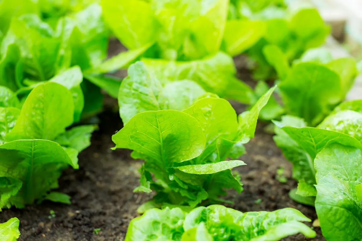 peut-on-faire-les-premiers-semis-de-salade-en-fevrier-voici-la-reponse-pour-une-bonne-recolte