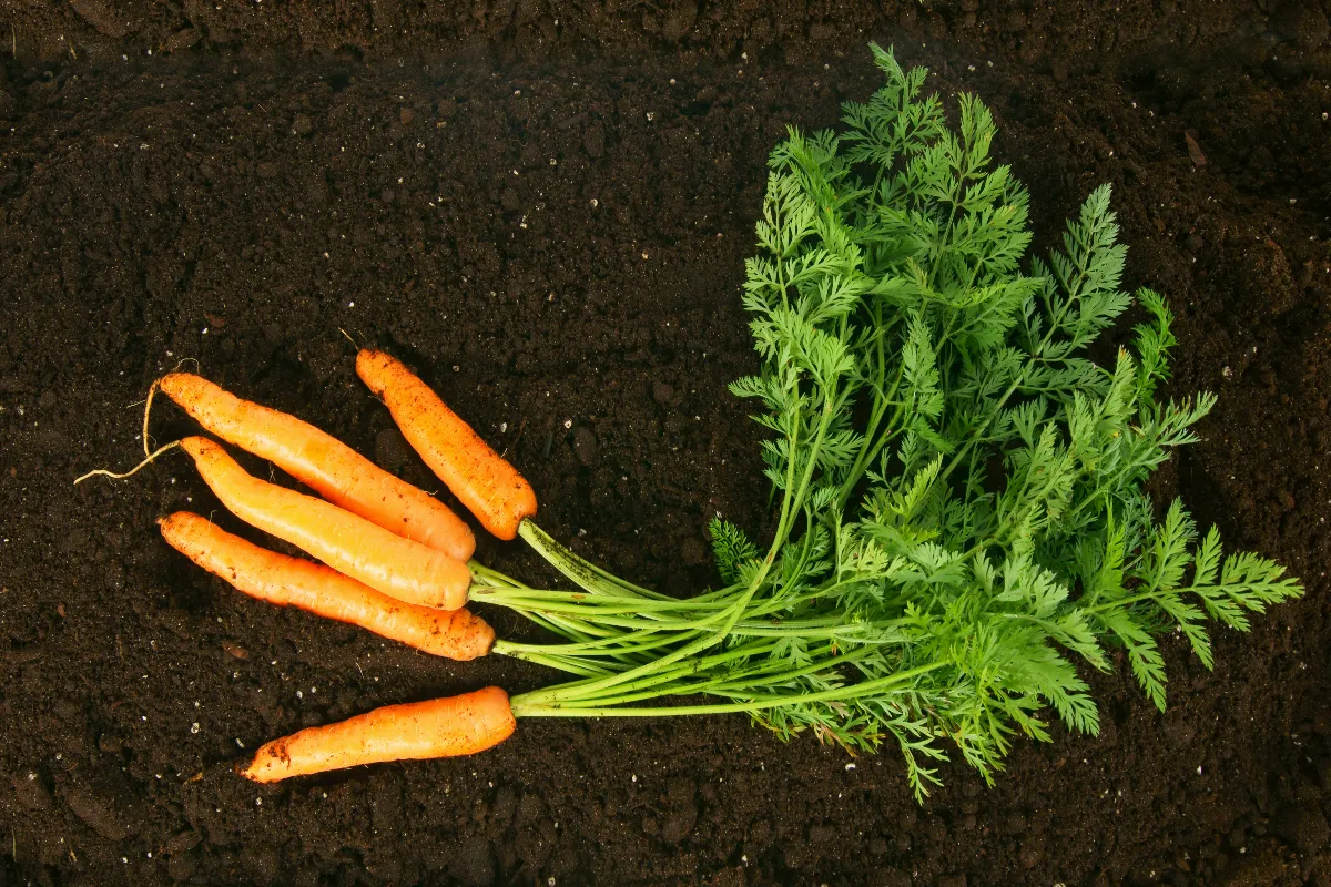 Plantation des carottes : Pourquoi et comment les planter en février