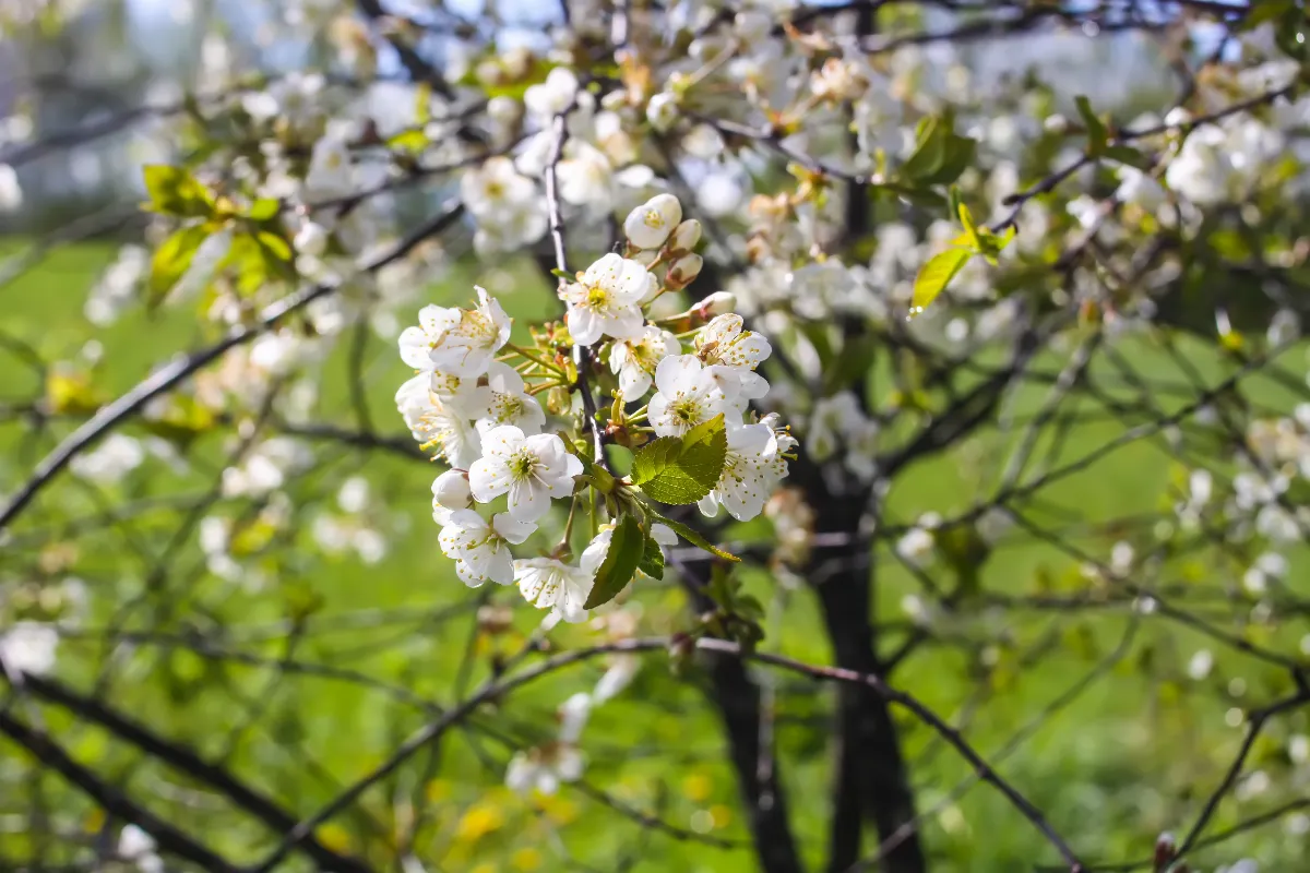 quand-faut-il-fertiliser-vos-arbres-fruitiers-voici-le-meilleur-moment-pour-une-bonne-recolte