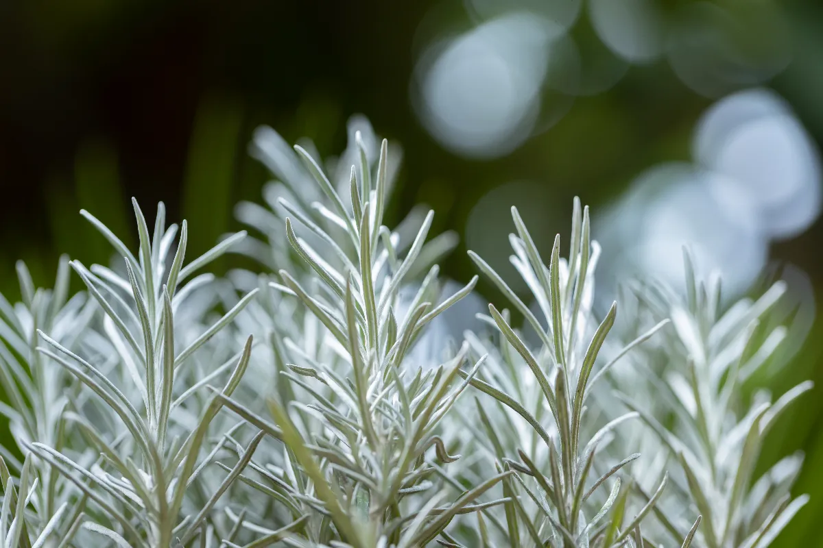 quand-tailler-le-romarin-en-2024-voici-la-periode-ideale
