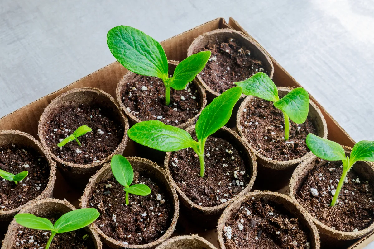 quel-est-le-meilleur-moment-pour-debuter-vos-semis-de-courgettes-en-godets-voici-la-reponse