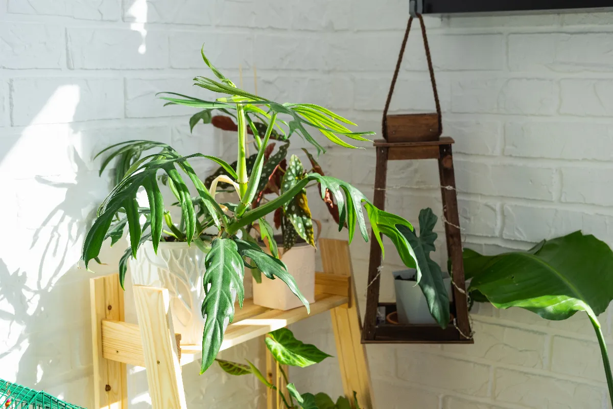 quelle-lumiere-est-necessaire-pour-vos-plantes-dinterieur-tout-ce-quil-faut-savoir-sur-le-bon-eclairage