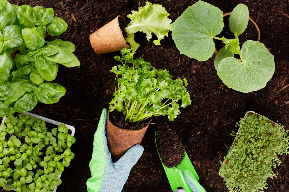 quels-sont-les-5-legumes-les-plus-simples-a-cultiver-chez-soi-notre-selection-pour-les-jardiniers-en-herbe