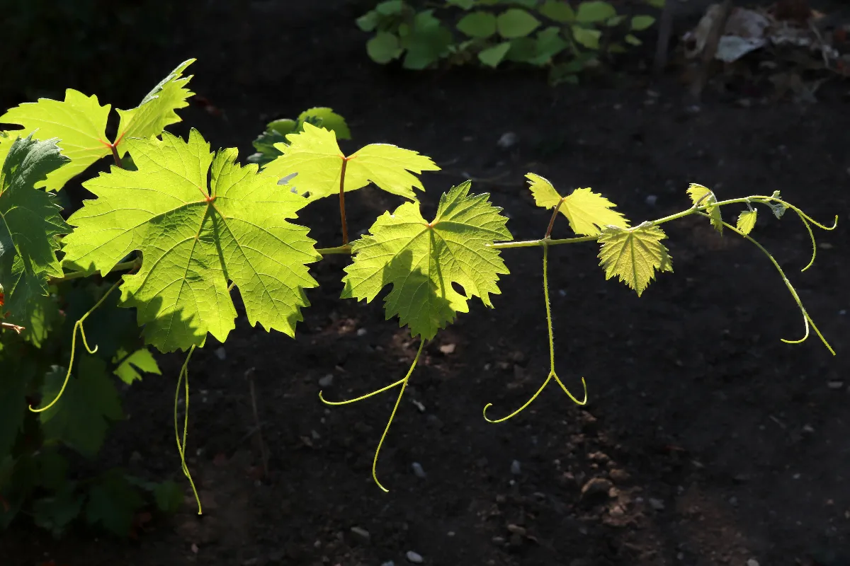 raisin-comment-faire-pousser-des-vignes-dans-son-jardin-voici-les-bonnes-astuces