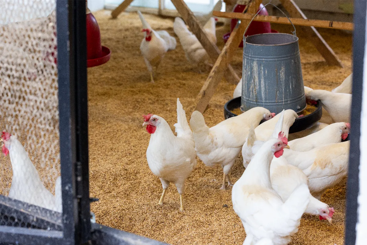 saviez-vous-que-la-cendre-a-des-bienfaits-pour-vos-poules-voici-comment-lutiliser-dans-votre-poulailler