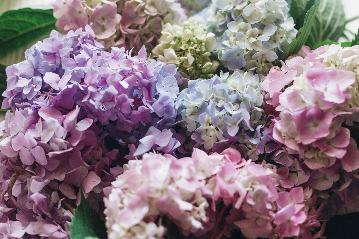 tailler-ses-hortensias-en-fevrier-est-ce-vraiment-la-bonne-periode