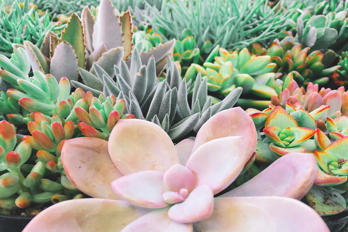 top-5-des-plantes-grasses-qui-ne-gelent-pas-lhiver-decouvrez-notre-selection-pour-un-jardin-sublime-en-fevrier