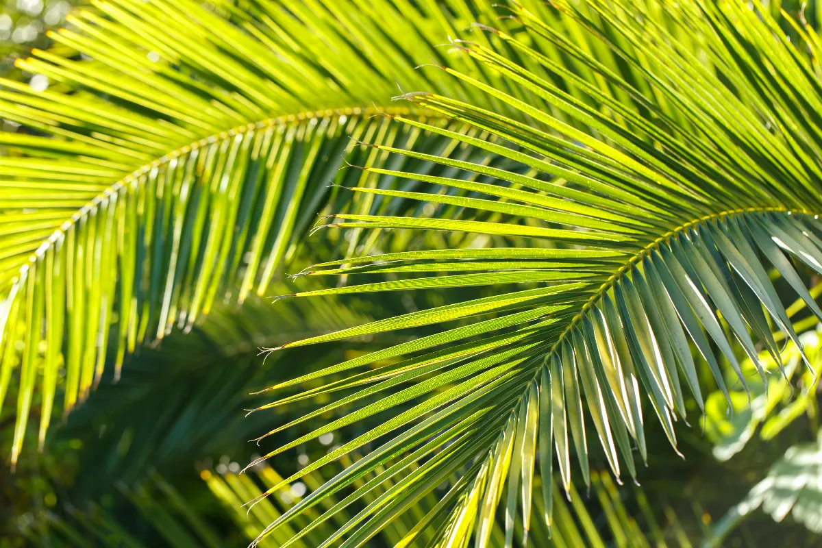 utiliser-de-la-cendre-de-bois-pour-lentretien-des-palmiers-est-ce-une-bonne-idee-voici-la-reponse
