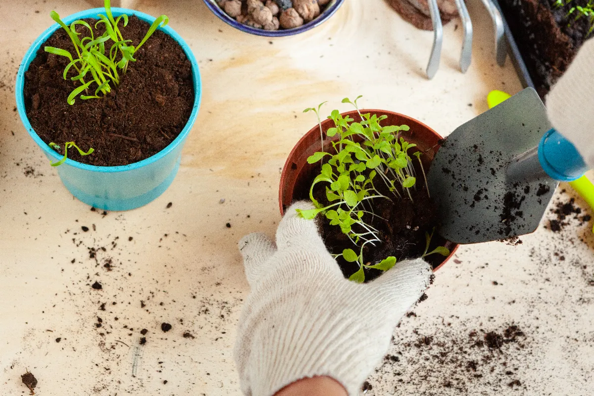 utiliser-de-la-cendre-de-bois-pour-les-semis-est-ce-vraiment-une-bonne-idee