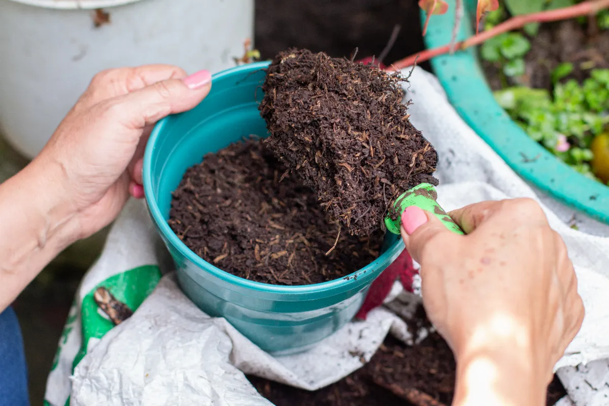 utiliser-un-compost-pas-mur-dans-le-potager-quels-sont-les-risques-pour-vos-cultures