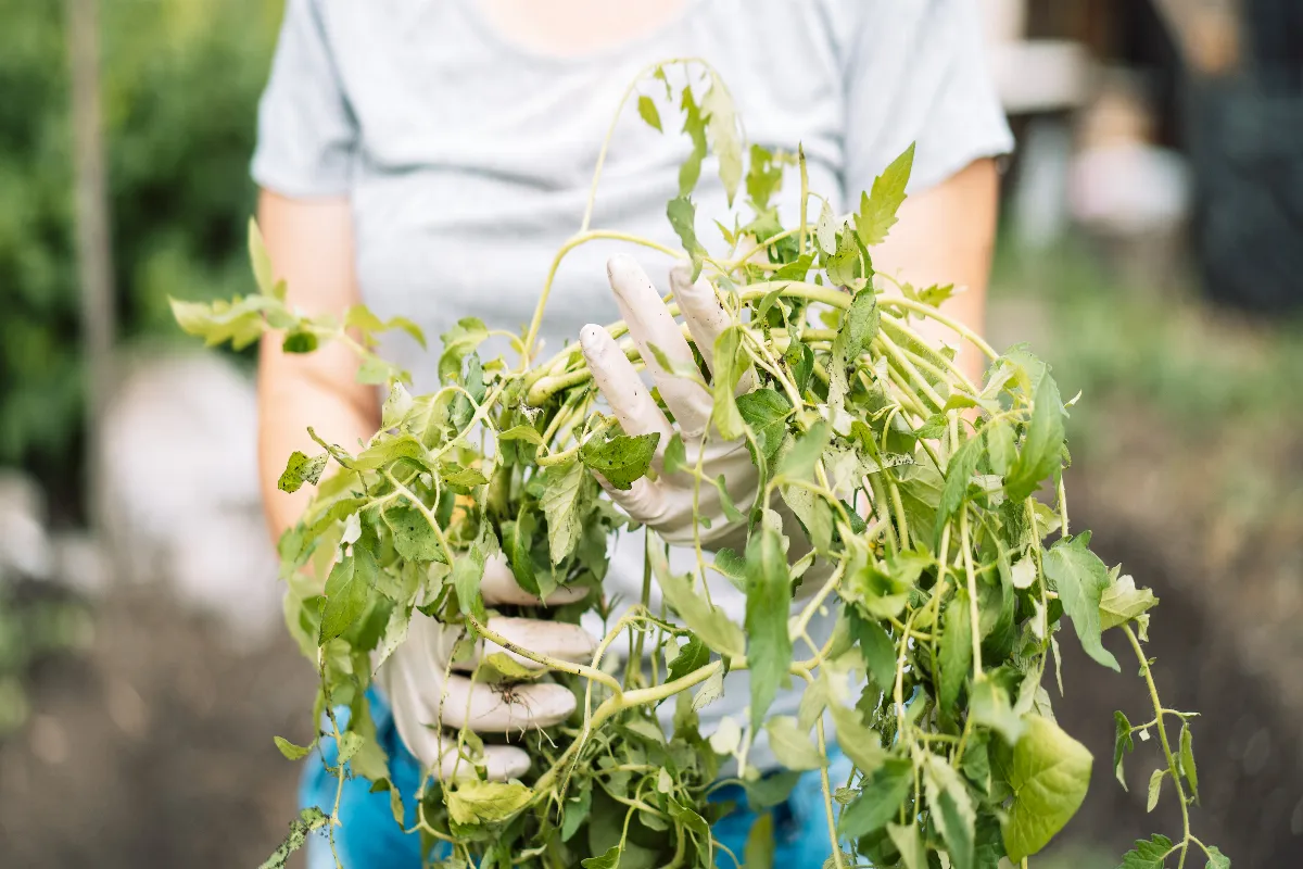 voici-comment-transformer-les-mauvaises-herbes-de-votre-jardin-en-compost-lastuce-incroyable