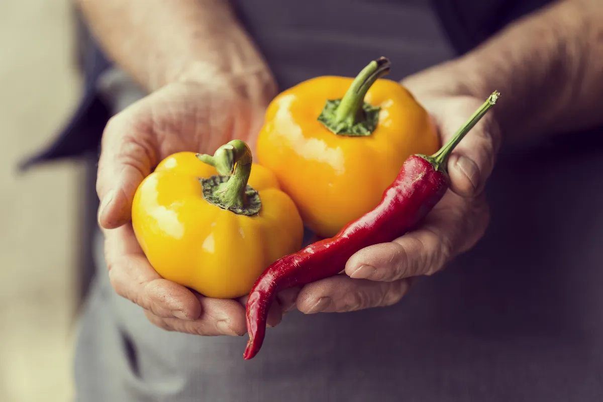 voici-la-meilleure-periode-pour-semer-vos-poivrons-et-obtenir-une-bonne-recolte