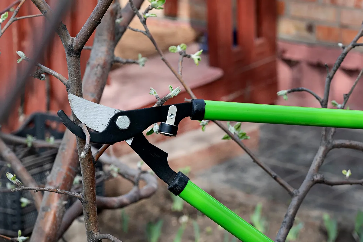 voici-les-8-arbres-a-tailler-absolument-debut-mars-ne-perdez-pas-de-temps