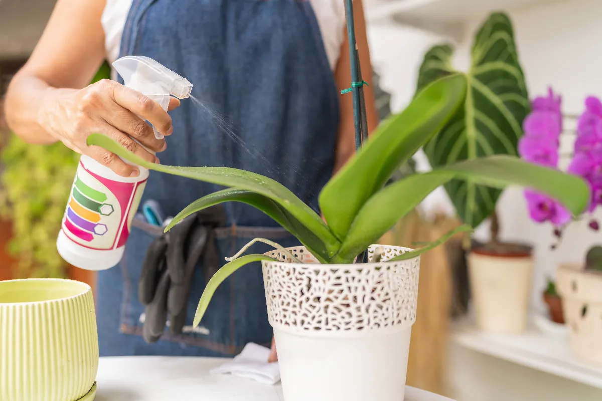 voici-les-erreurs-dentretien-des-orchidees-que-tout-le-monde-comment-les-eviter