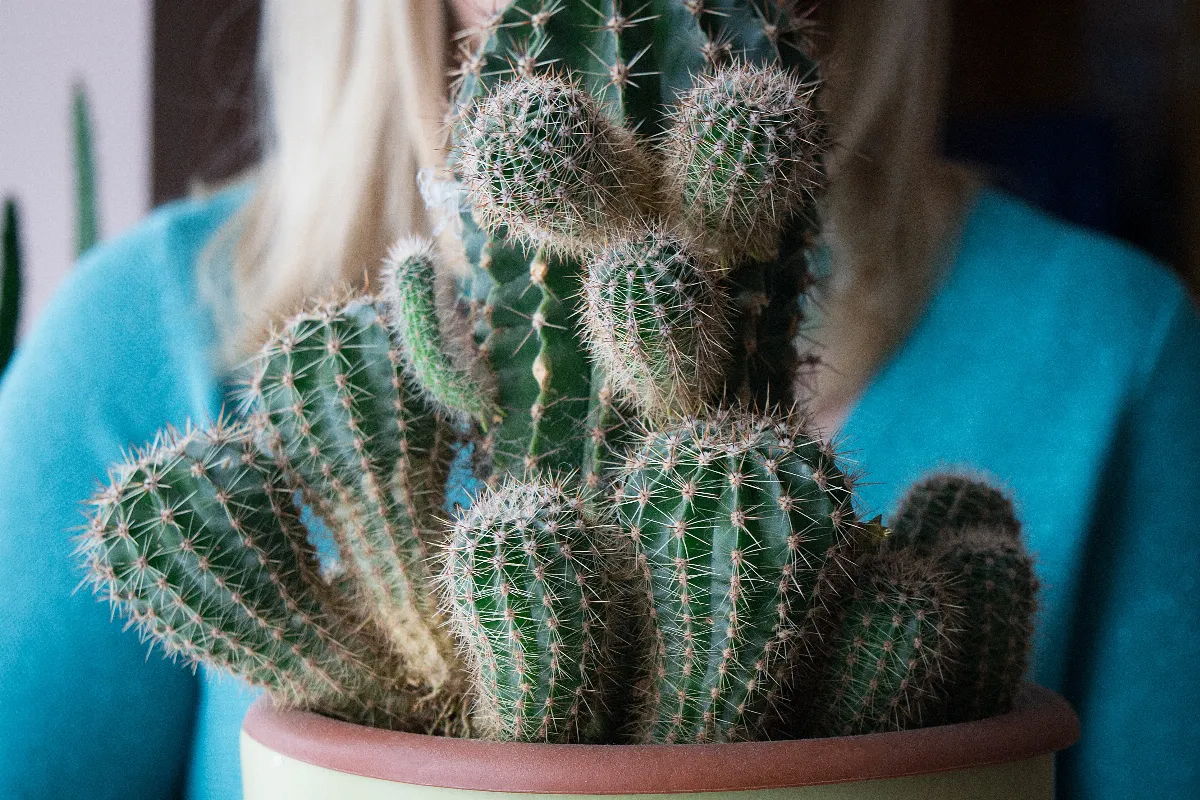 Votre cactus est tout mou ? Voici les bonnes astuces pour lui redonner vie facilement