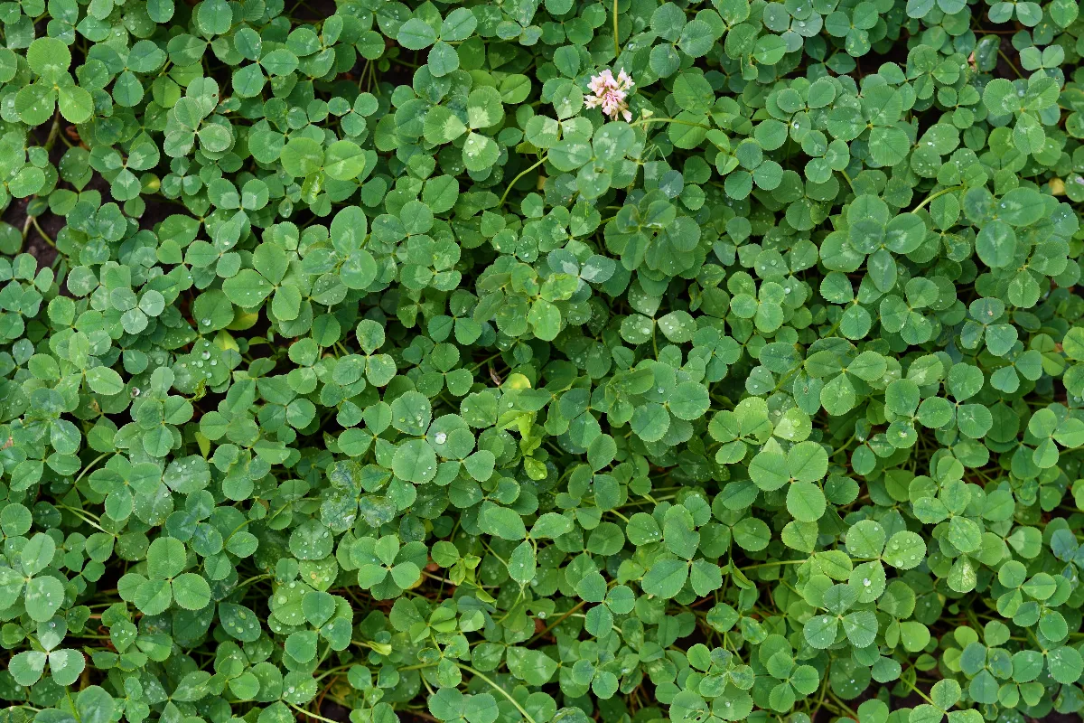 votre-gazon-est-envahi-de-trefle-voici-enfin-la-solution-pour-vous-en-debarrasser-durablement