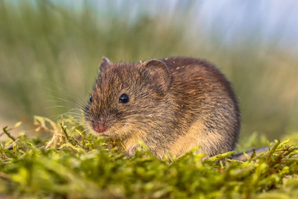 Vous avez des trous de rat dans votre jardin ? Voici des solutions simples et efficaces pour s