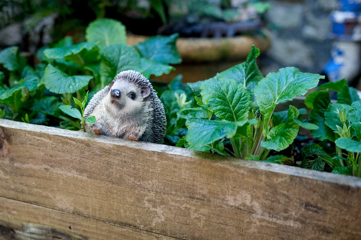 vous-avez-trouve-un-herisson-dans-votre-jardin-voici-la-bonne-attitude-a-adopter-pour-le-proteger