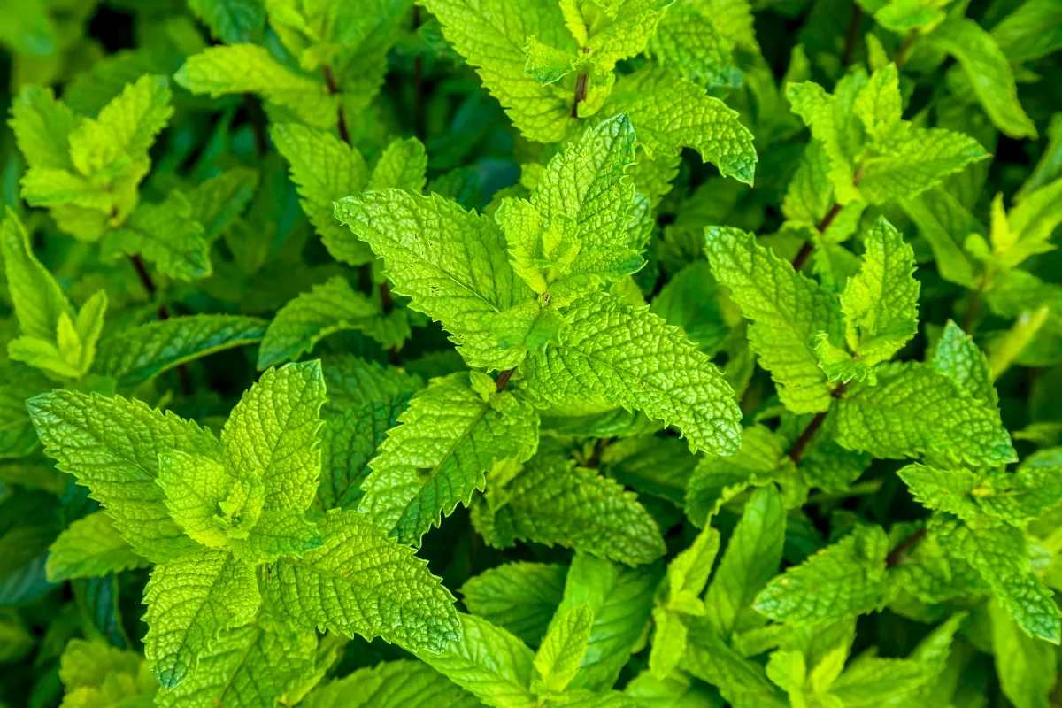 10-plantes-medicinales-a-cultiver-chez-vous-decouvrez-tous-leurs-bienfaits