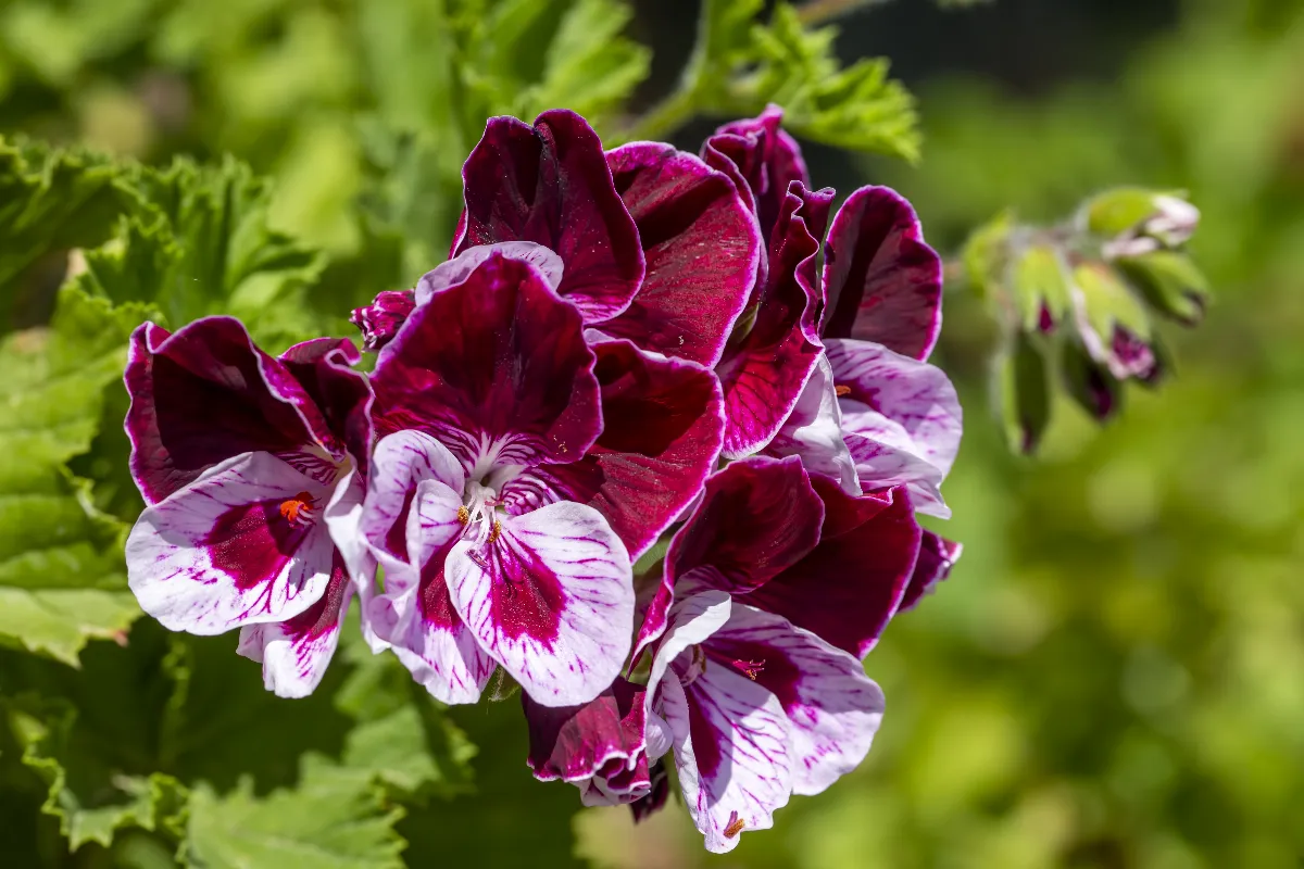 12-fleurs-a-planter-des-maintenant-pour-un-jardin-fleuri-jusquen-novembre