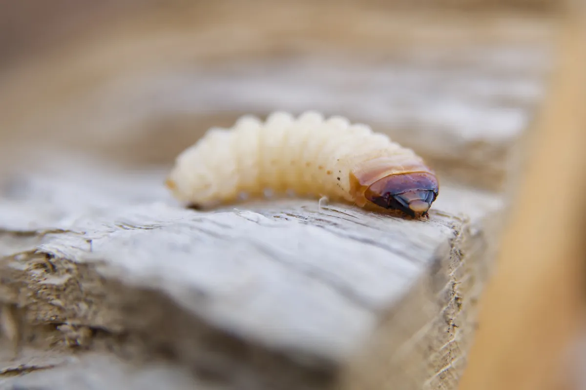 3 astuces infaillibles pour se débarrasser enfin des gros vers blancs dans vos pots de fleurs