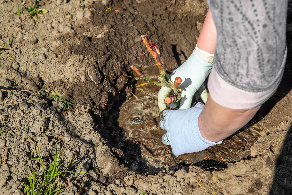 3-methodes-efficaces-pour-detruire-naturellement-les-racines-darbustes-envahissantes