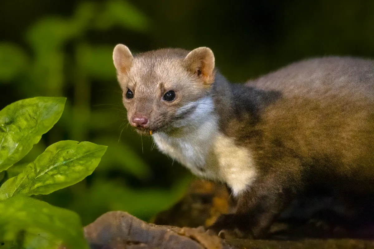 3-methodes-pour-faire-fuir-une-fouine-naturellement-et-sans-la-blesser