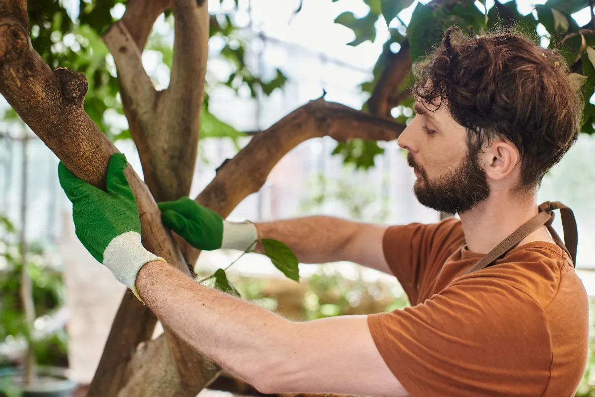 3-solutions-alternatives-pour-le-chaulage-sur-vos-arbres-fruitiers-voici-les-meilleures