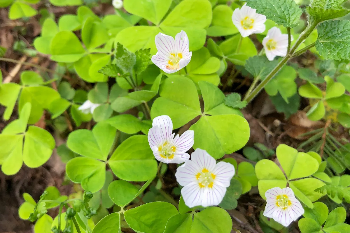 3-solutions-efficaces-pour-enlever-definitivement-loxalis-de-votre-jardin