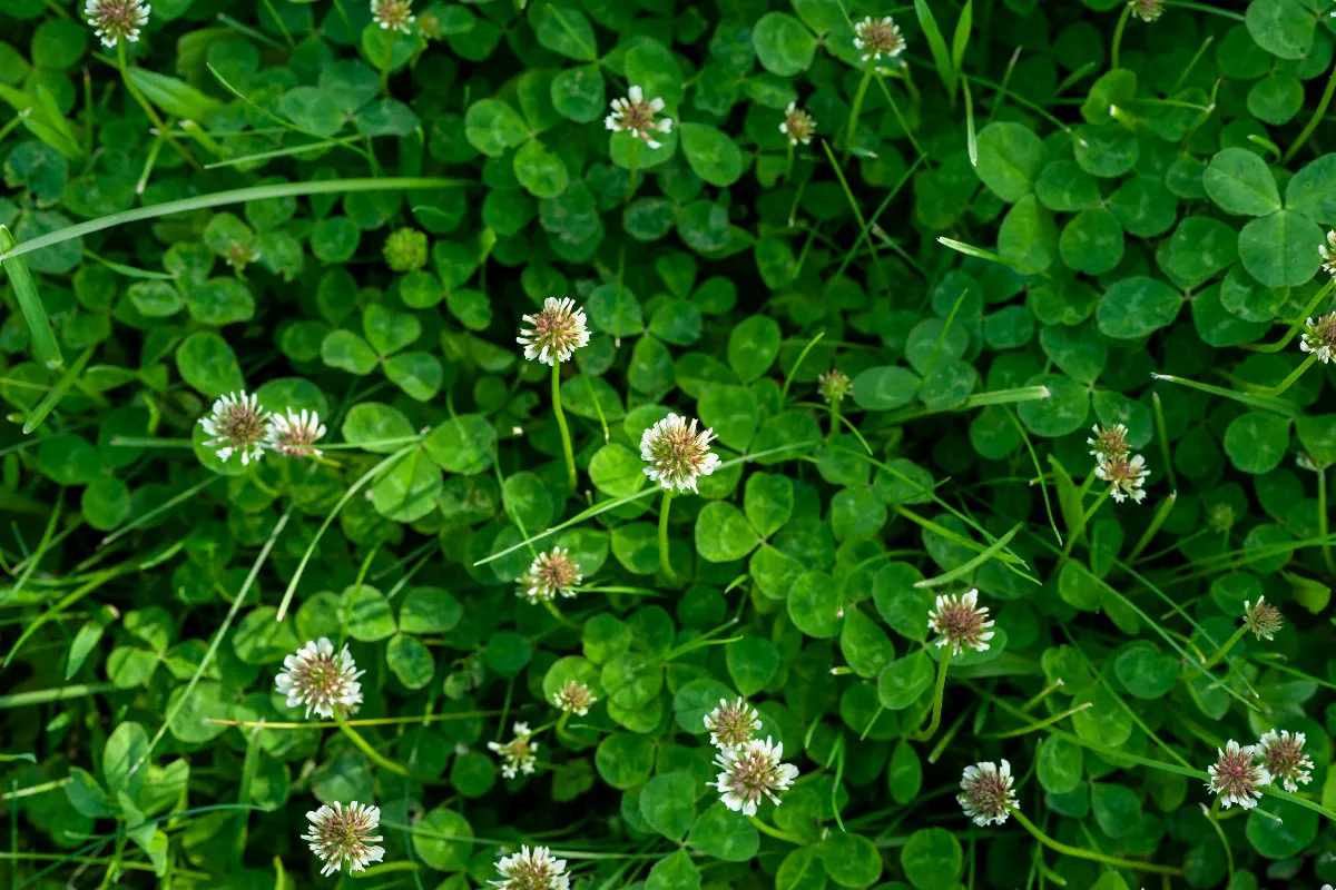 4-couvre-sols-pour-remplacer-une-pelouse-trop-abimee-profitez-de-votre-jardin-sans-entretien