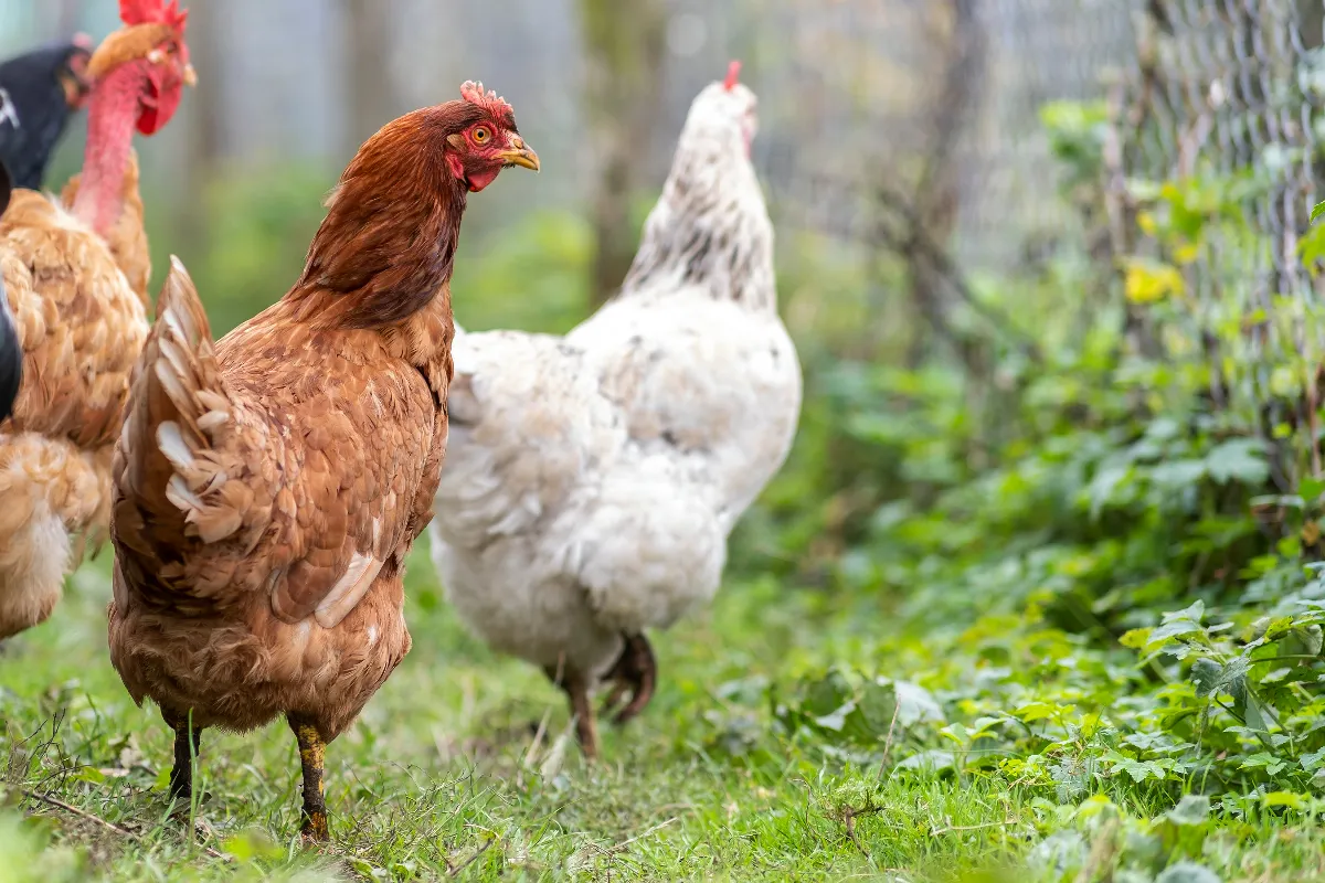 4-jeux-et-activites-pour-occuper-et-stimuler-vos-poules-dans-votre-jardin