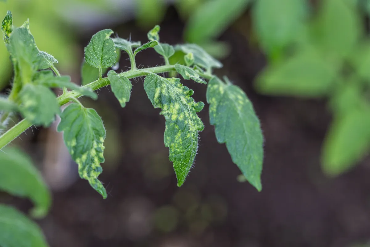 4-maladies-des-plants-de-tomates-quil-faut-traiter-rapidement-voici-comment-faire