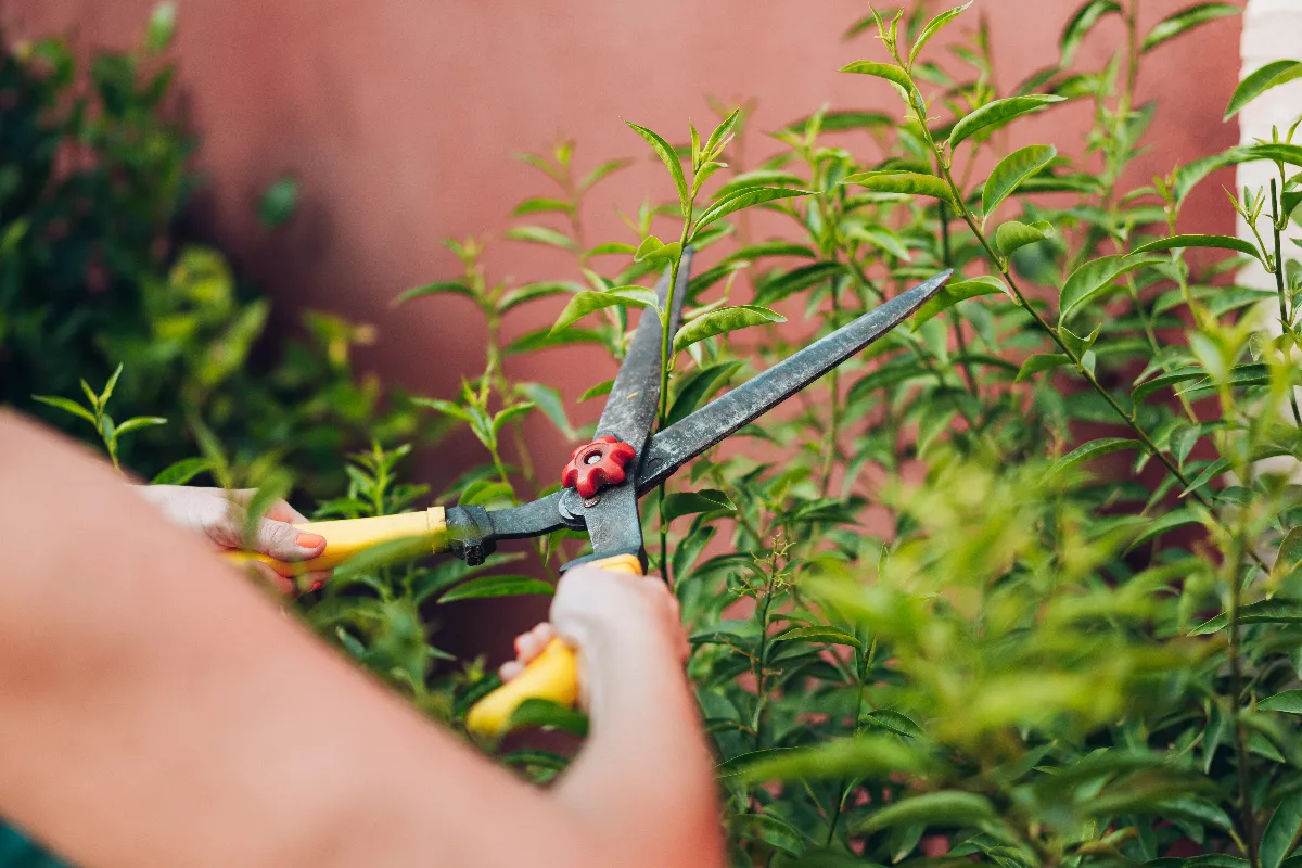 4-methodes-incroyables-pour-supprimer-definitivement-les-ronces-de-votre-haie