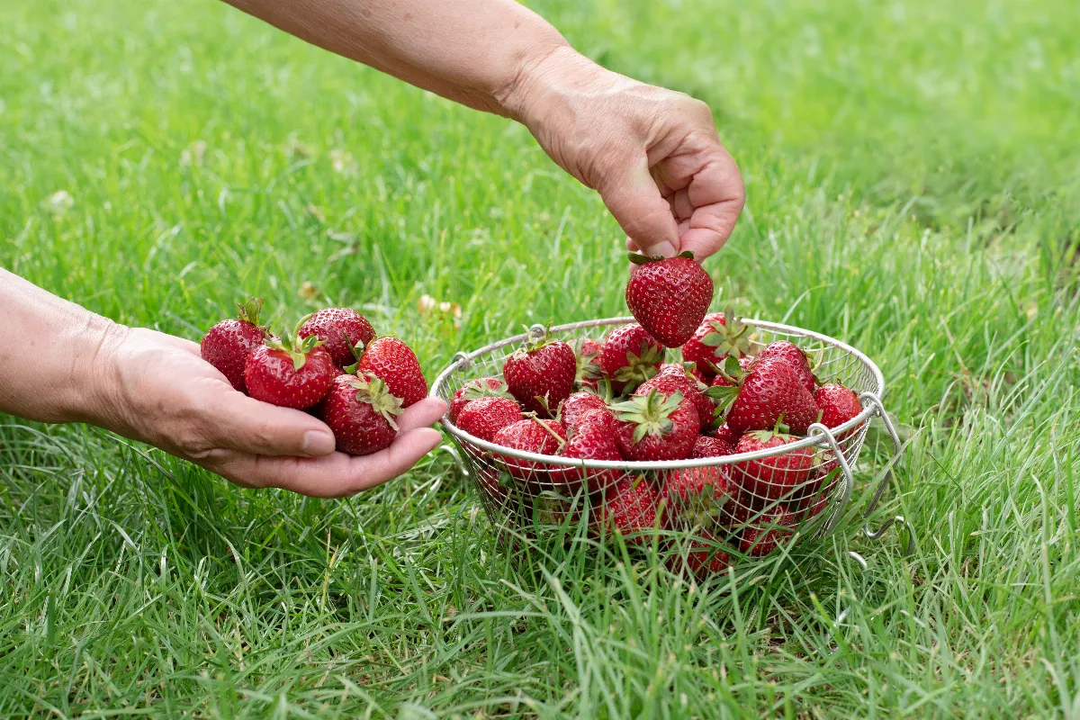 5-astuces-pour-doubler-le-rendement-de-vos-fraises-boostez-facilement-votre-recolte