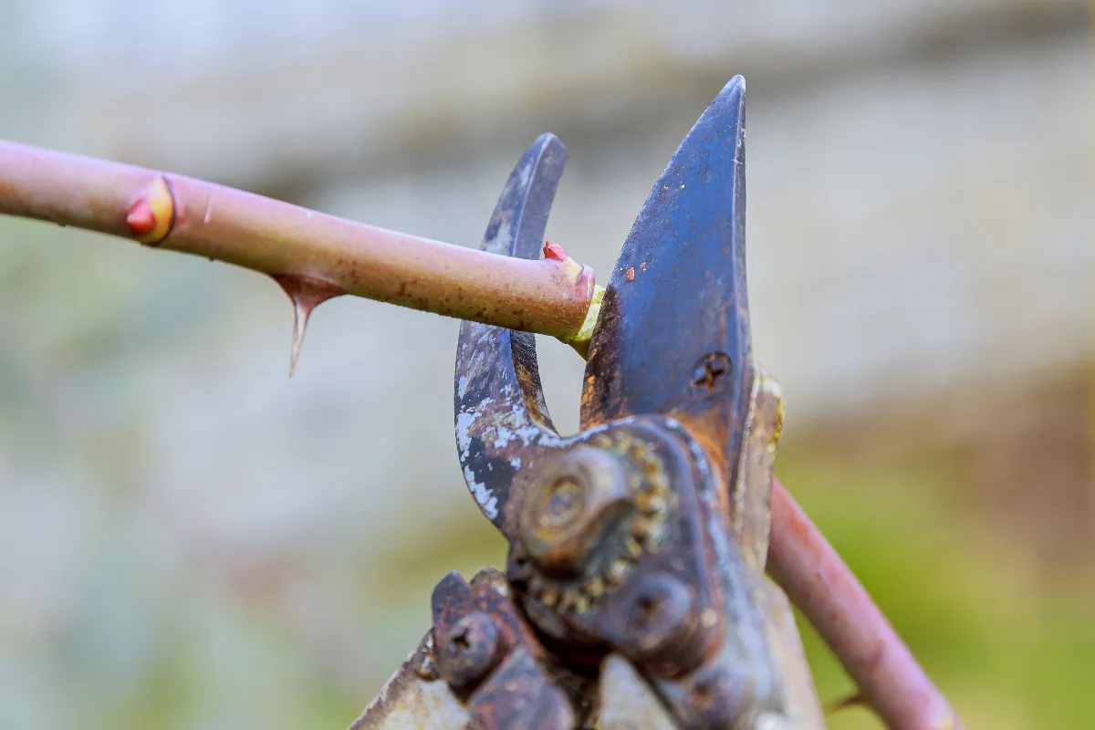 5-astuces-se-debarrasser-des-ronces-et-preparer-votre-jardin-pour-larrivee-du-printemps