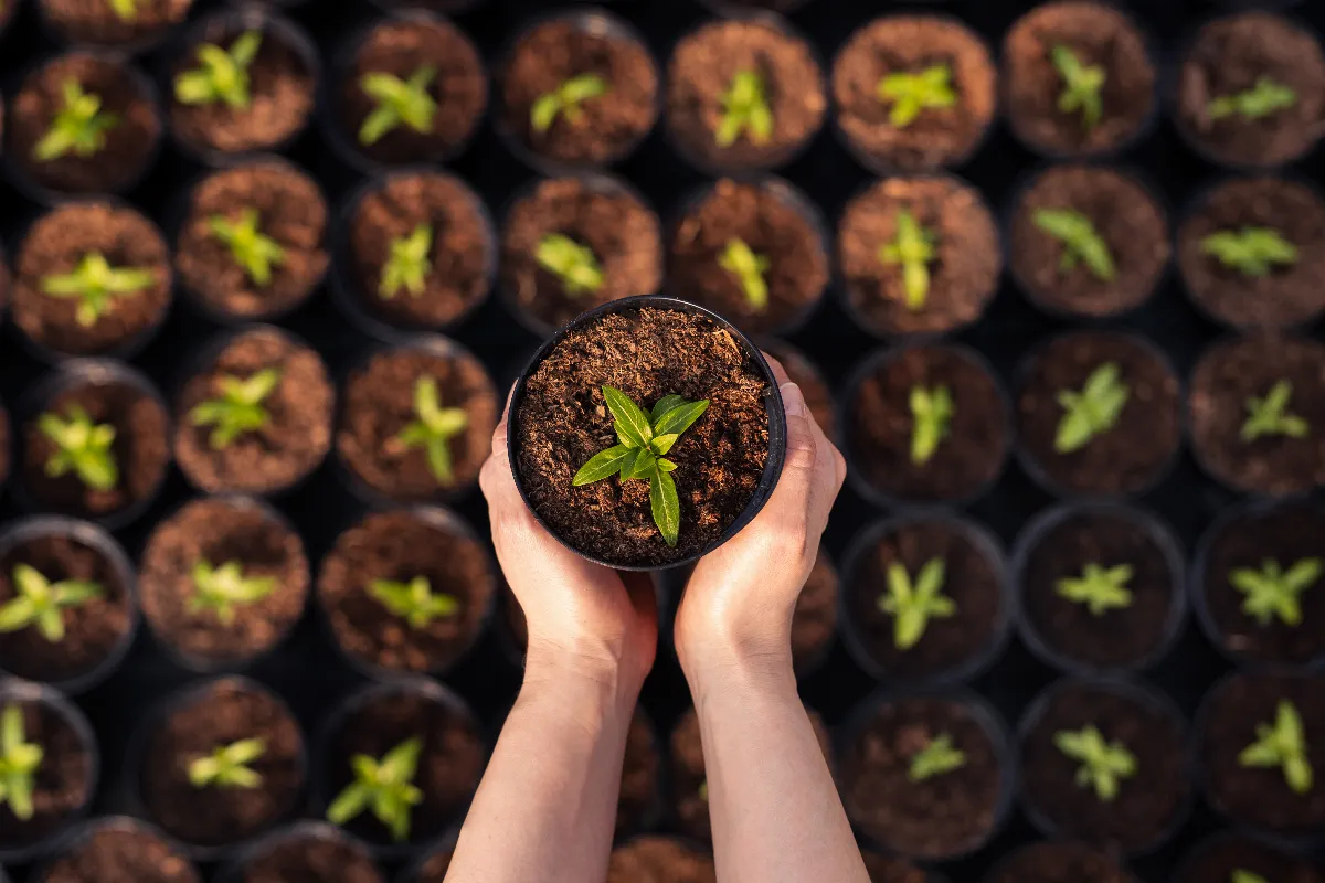 5-erreurs-a-eviter-absolument-pour-reussir-ses-semis-en-2024-decouvrez-les-bonnes-pratiques