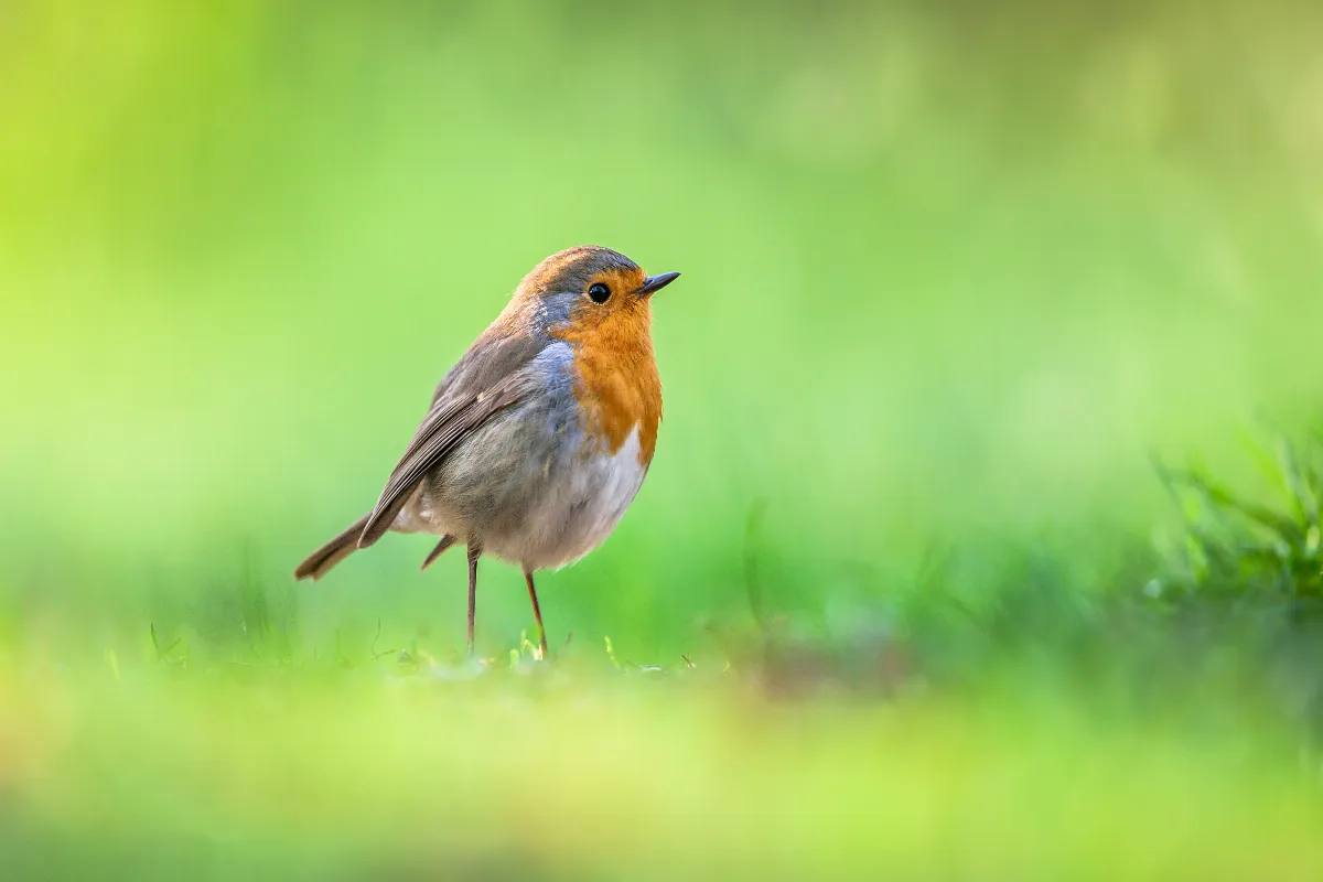 5-etapes-a-suivre-absolument-pour-apprivoiser-un-rouge-gorge-dans-votre-jardin