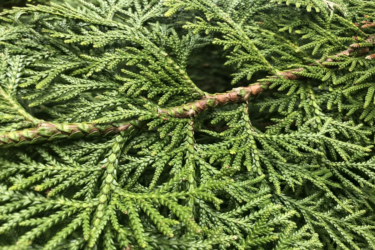 5-idees-de-recyclage-avec-du-bois-de-thuya-voici-les-meilleures-solutions