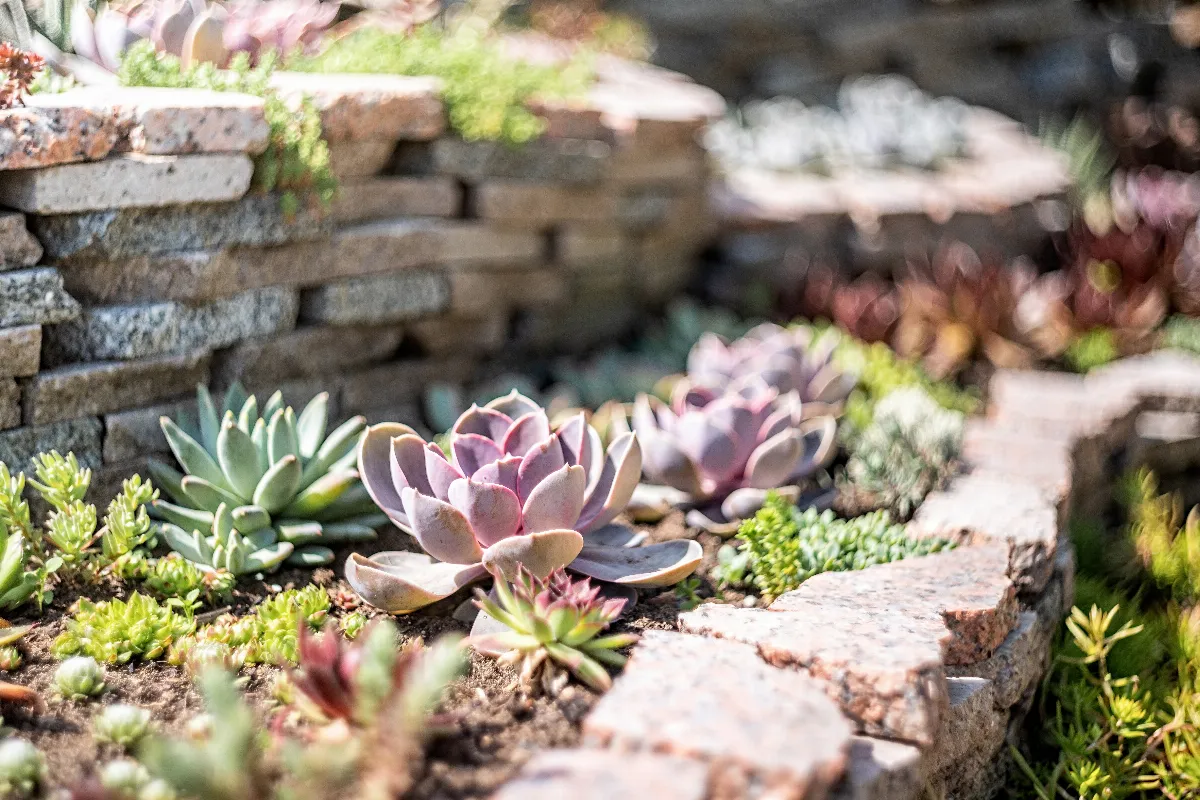 5-plantes-succulentes-sans-entretien-a-planter-des-mars-dans-votre-jardin